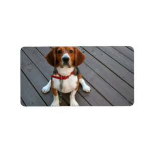 Etiqueta Perro Beagle Cutest