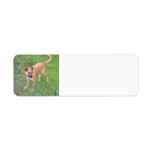 Etiqueta perro de carolina lleno 2.png