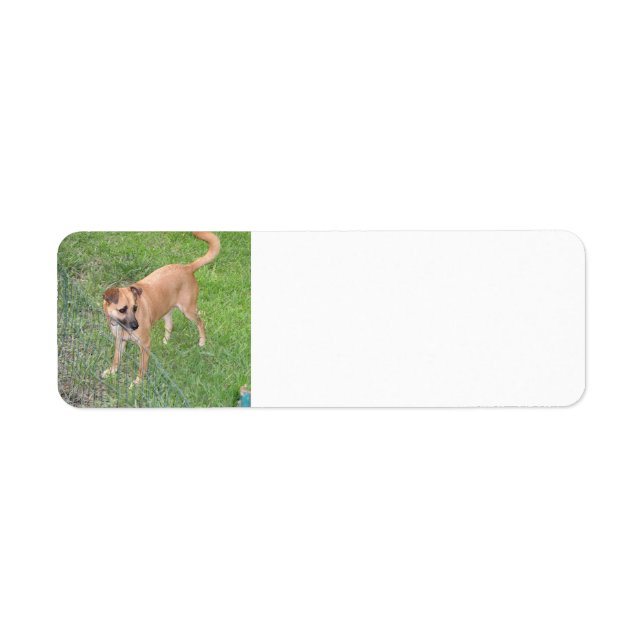 Etiqueta perro de carolina lleno 2.png (Frente)