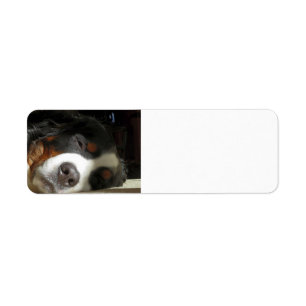 Etiqueta perro de montaña bernesa durmiendo