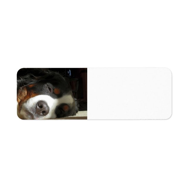 Etiqueta perro de montaña bernesa durmiendo (Frente)