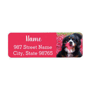 Etiqueta Perro de montaña Bernese Personalizable