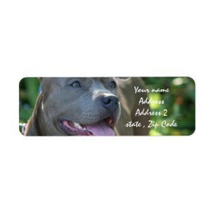 Etiqueta Perro de Pitbull