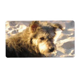 Etiqueta Perro de playa tailandés