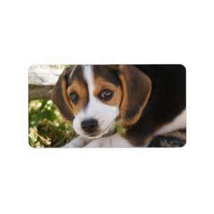 Etiqueta Perro del bebé del beagle