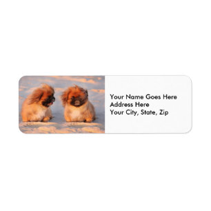 Etiqueta Perros lindos de Pekingese