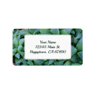 Etiqueta Personalizado Green Haworth Suculent Plant Address