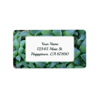 Etiqueta Personalizado Green Haworth Suculent Plant Address