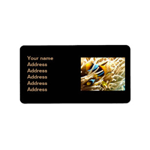 Etiqueta Pescados del payaso