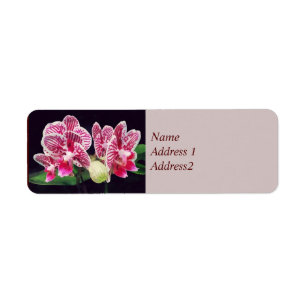 Etiqueta Phalaenopsis Orquídea Taipeda Pequeña Cebra Guarda