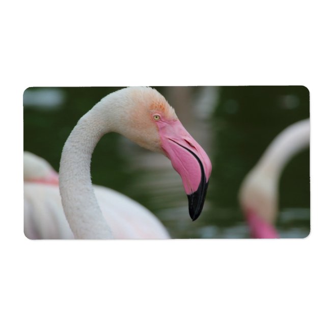 Etiqueta Phoenicopterus roseus (Frente)