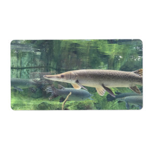Etiqueta Pike Fish