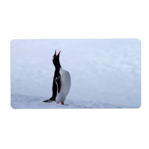 Etiqueta Pingüino de Gentoo