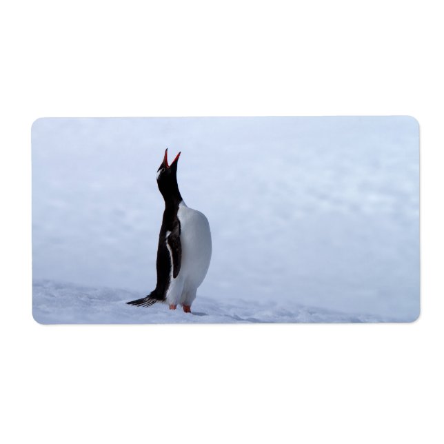 Etiqueta Pingüino de Gentoo (Frente)