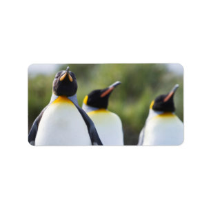 Etiqueta Pingüinos de rey