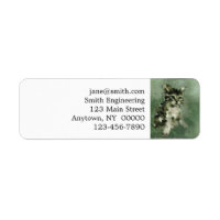 Pintura de acuarela de gato