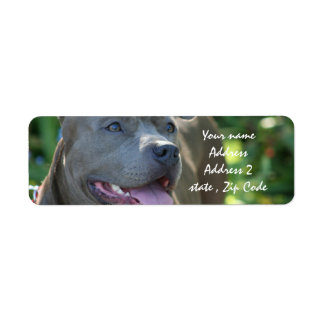 Etiqueta Pitbull Dog