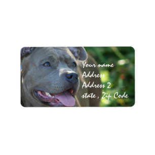 Etiqueta Pitbull Dog