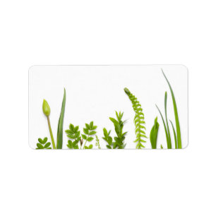 Etiqueta Plantas verdes aisladas en fondo blanco