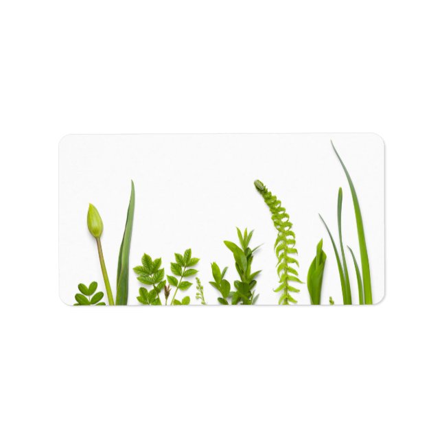 Etiqueta Plantas verdes aisladas en fondo blanco (Frente)