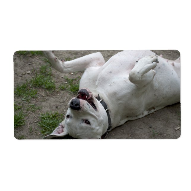 Etiqueta Playing Dogo Argentino (Frente)