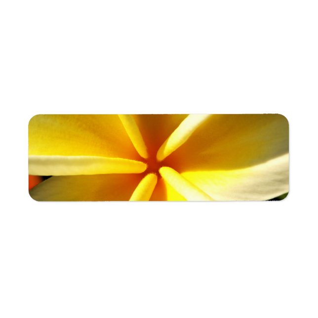Etiqueta plumeria (Frente)