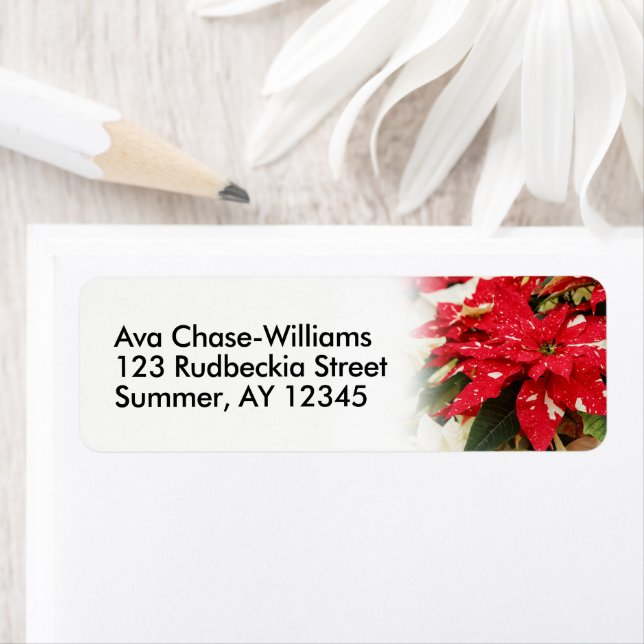 Etiqueta Poinsettias florales blancas rojas festivas (In situ)
