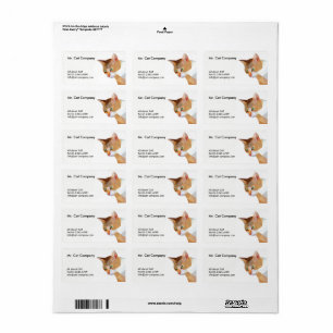 Etiqueta Polígono bajo del gato anaranjado