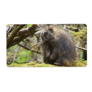 Etiqueta Porcupina determinada
