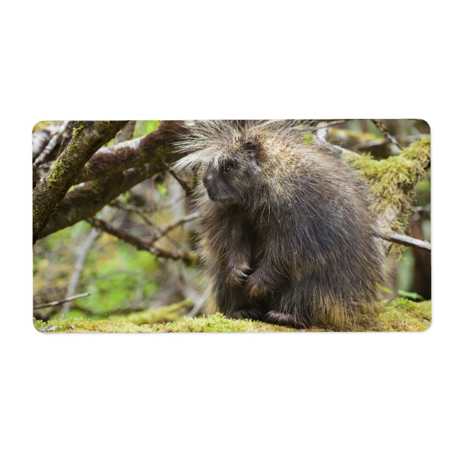 Etiqueta Porcupina determinada (Frente)