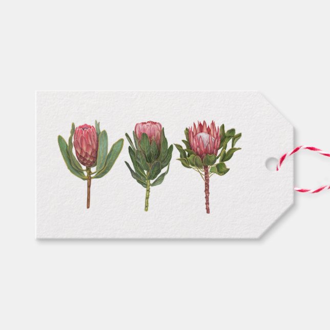 Etiqueta Protea de bonito (Frente (Horizontal))
