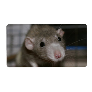Etiqueta Rata curiosa