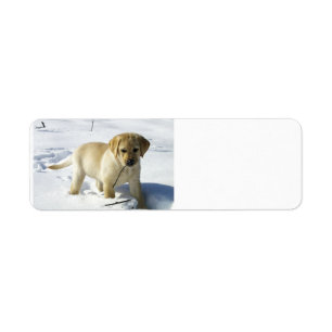 Etiqueta RCA cachorro de laboratorio amarillo en la nieve
