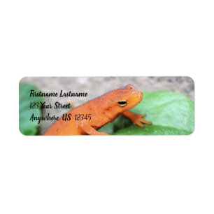 Etiqueta Red Eft Naranja Salamander Nature #2 Dirección