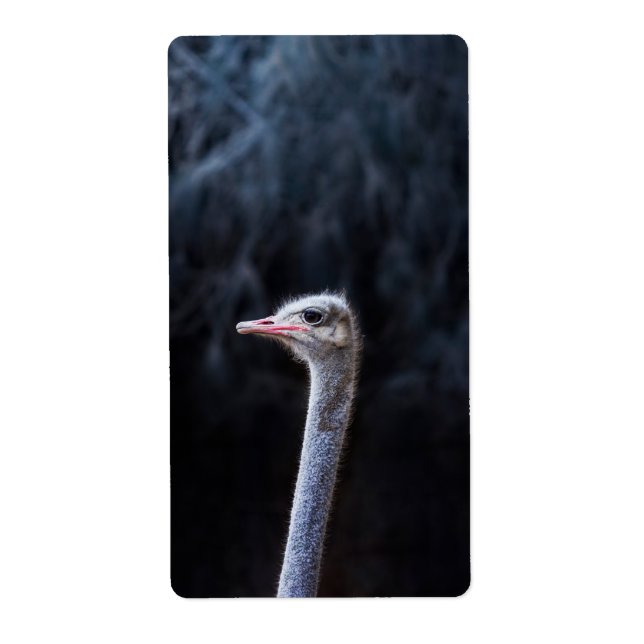 Etiqueta retrato de avestruz (Frente)