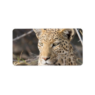 Etiqueta Retrato de leopardo