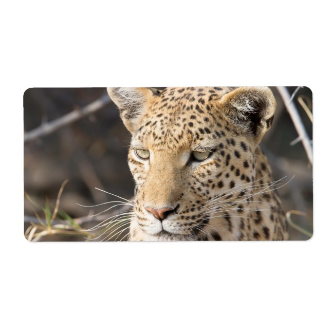 Etiqueta Retrato de leopardo (Frente)