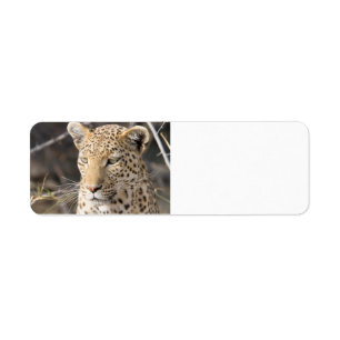 Etiqueta Retrato de leopardo