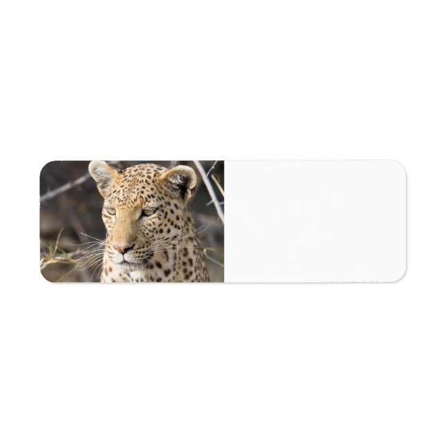 Etiqueta Retrato de leopardo (Frente)