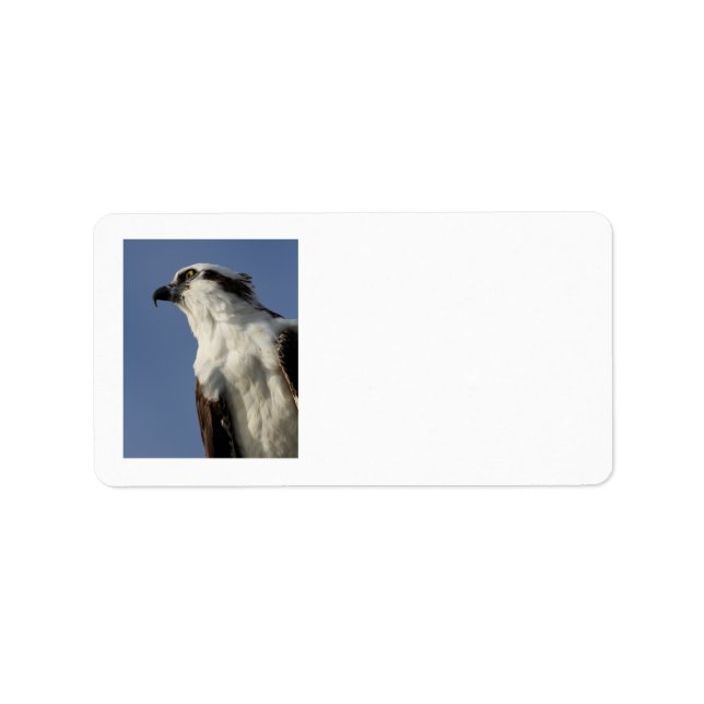 Etiqueta Retrato de una osprea (Frente)