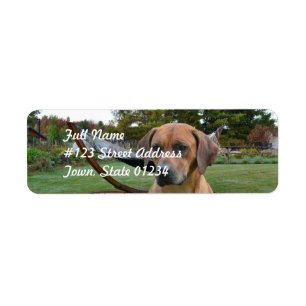 Etiqueta Rhodesian lindo Ridgeback