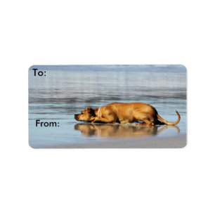Etiqueta ¿Rhodesian Ridgeback - es el agua fría?