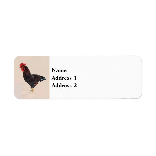 Etiqueta Rooster de Rhode Island (Frente)