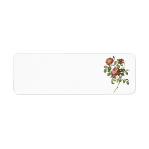 Etiqueta rosa de amor (Rosa pumila) de Redouté