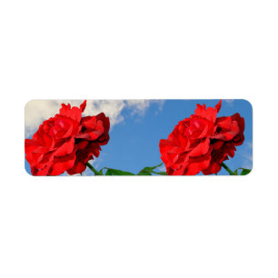 Etiqueta Rosa Don Juan rosa con un cielo azul