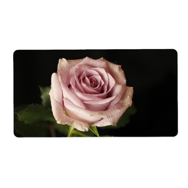 Etiqueta rosa rosa rosa hermoso (Frente)