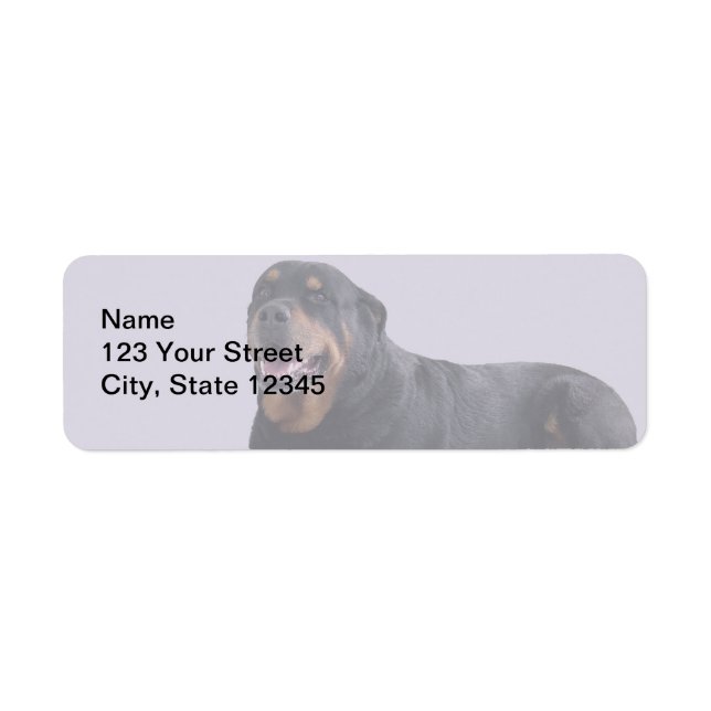 Etiqueta Rottweiler desorientado sobre gris (Frente)
