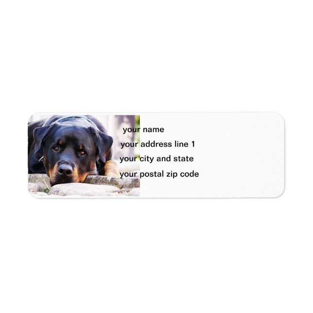 Etiqueta rottweiler lindo nuevo (Frente)
