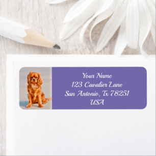 Etiqueta Ruby Cavalier King Charles Spaniel Dog Return