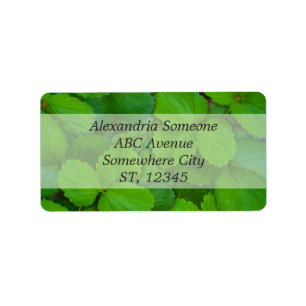 Etiqueta Sacro Basil Hojas de la Moneda Verde de Tulsi